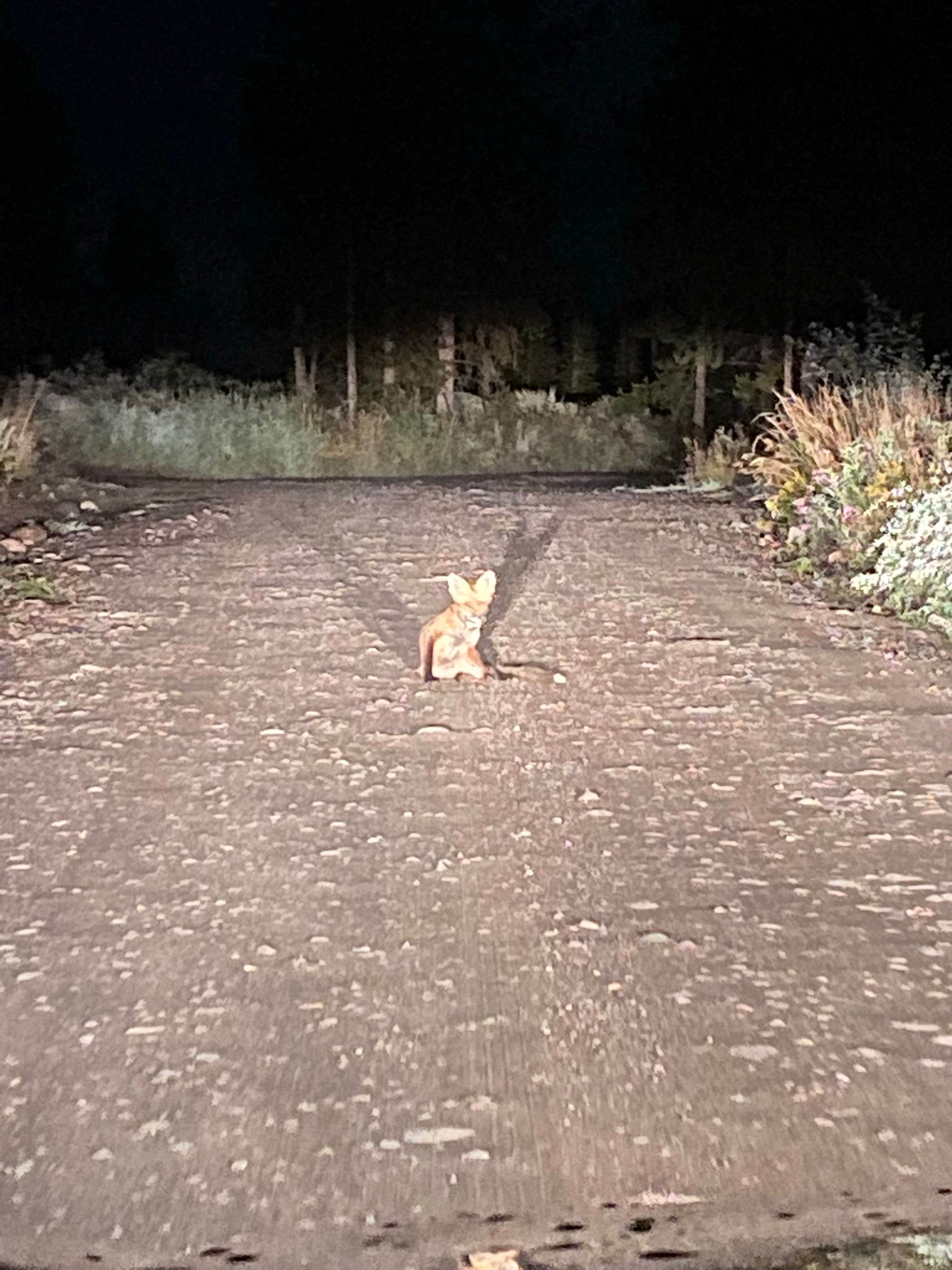 Sonny S.'s photo of camping with pets at Upper Teton View Dispersed near Grand Teton National Park