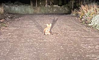 Sonny S.'s photo of camping with pets at Upper Teton View Dispersed near Grand Teton National Park