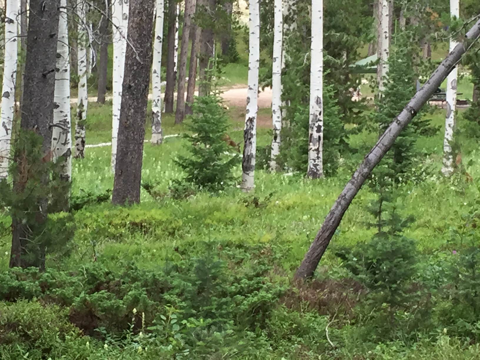 Camper-submitted photo at Beartrap Meadow County Park near Mills, WY