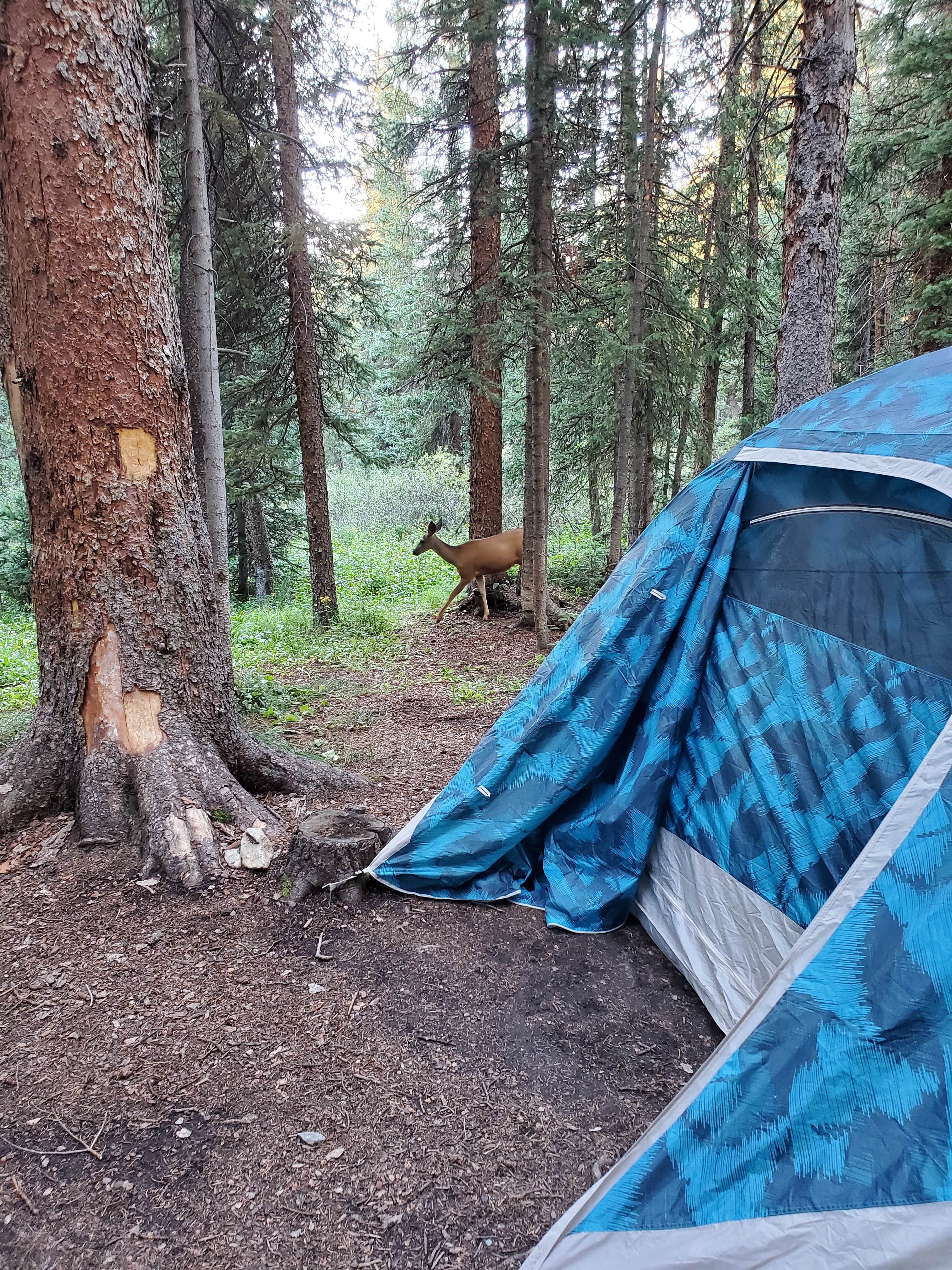 Camper submitted image from Lost Man Campground - 1