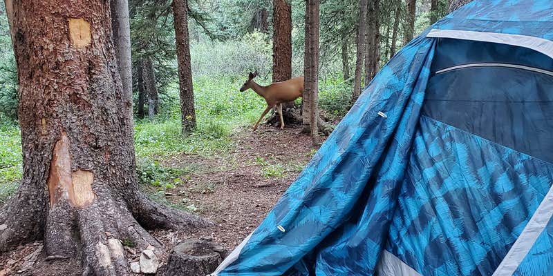 Camper submitted image from Lost Man Campground