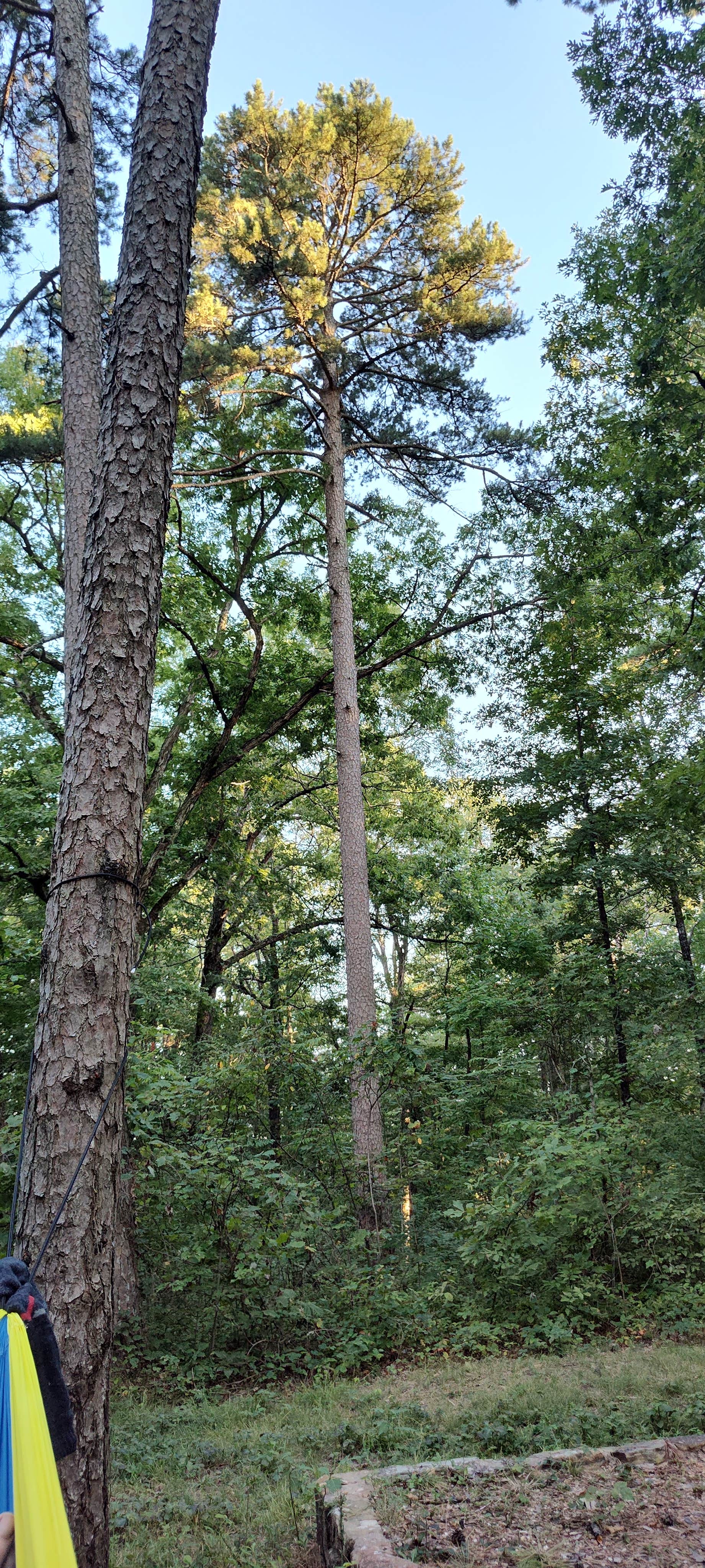Camper-submitted photo at Ozone Recreation Area Camping near Oark, AR