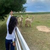 Review photo of Heritage Farm Alpaca Experience by Austin W., August 15, 2022