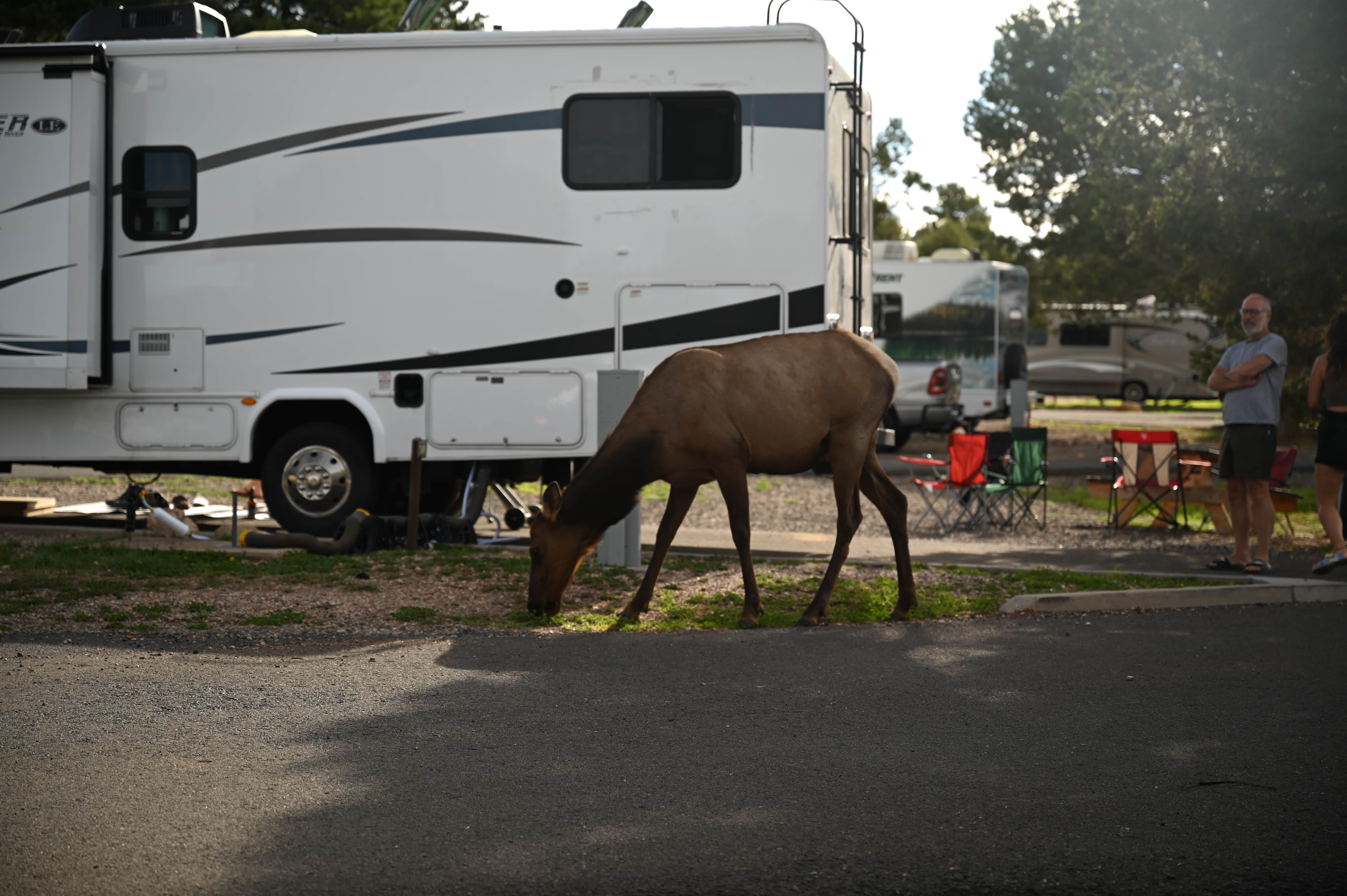Argyl D.'s photo of rv camping at Trailer Village RV Park — Grand Canyon National Park near Gray Mountain, AZ