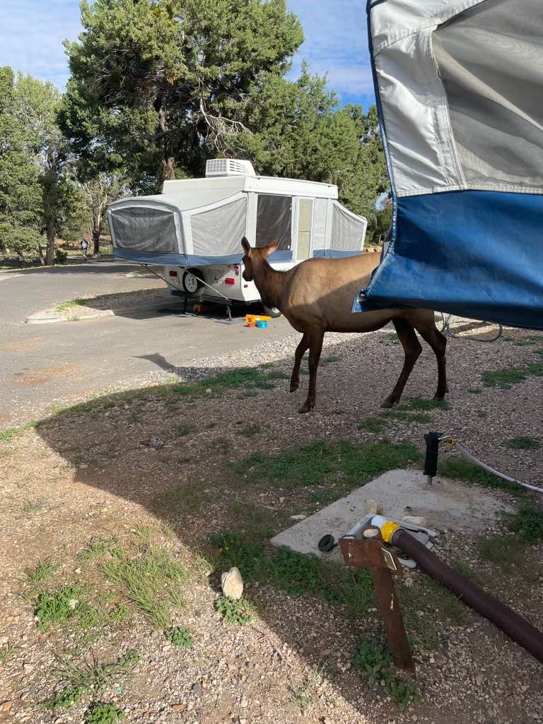 Argyl D.'s photo at Trailer Village RV Park — Grand Canyon National Park near Grand Canyon National Park