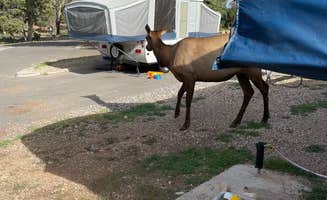 Argyl D.'s photo at Trailer Village RV Park — Grand Canyon National Park near Grand Canyon National Park