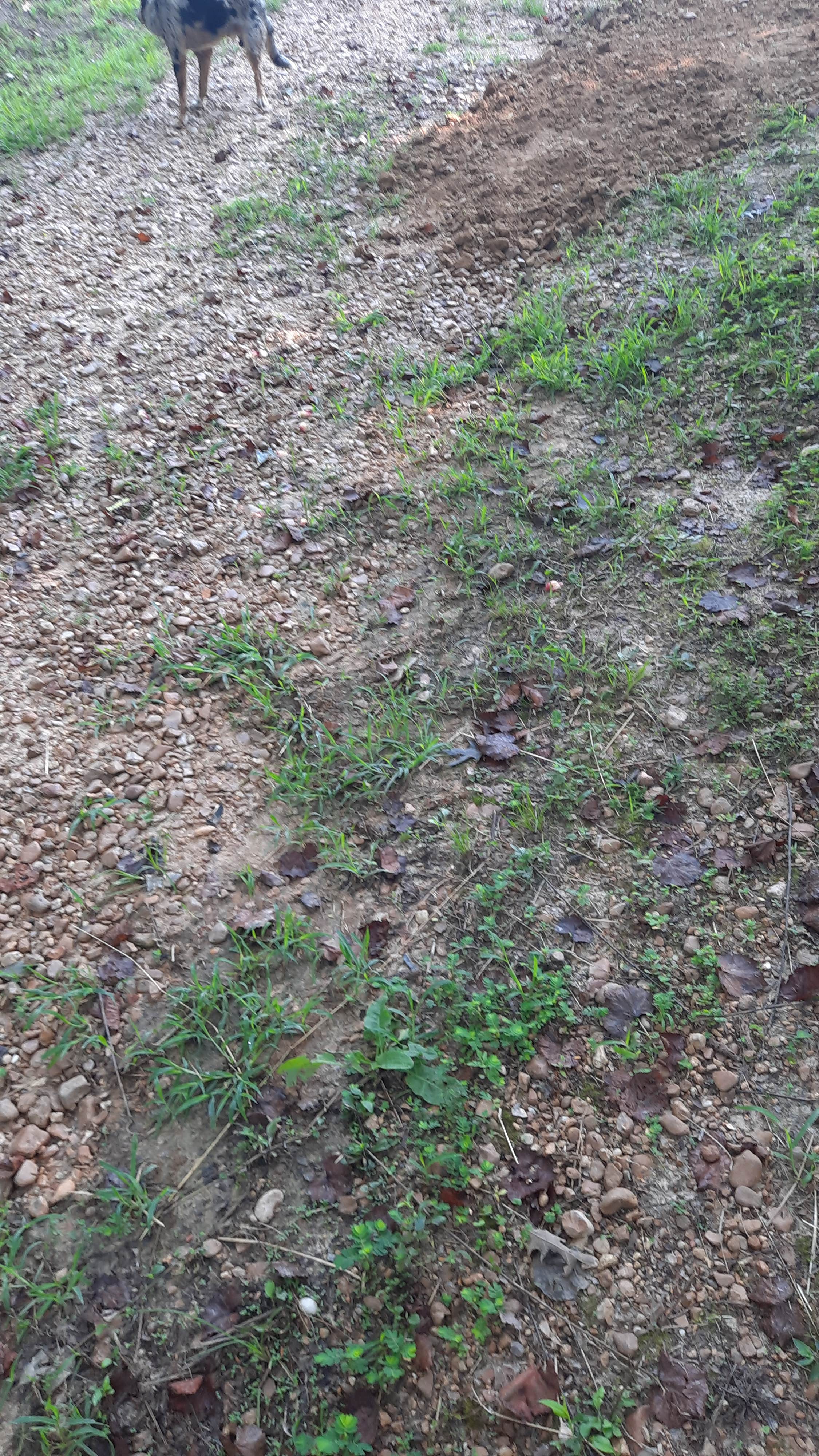 Michael D.'s photo of camping with pets at Michael Anthony Dix near Gloster, MS