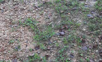 Michael D.'s photo of camping with pets at Michael Anthony Dix near Tunica, LA