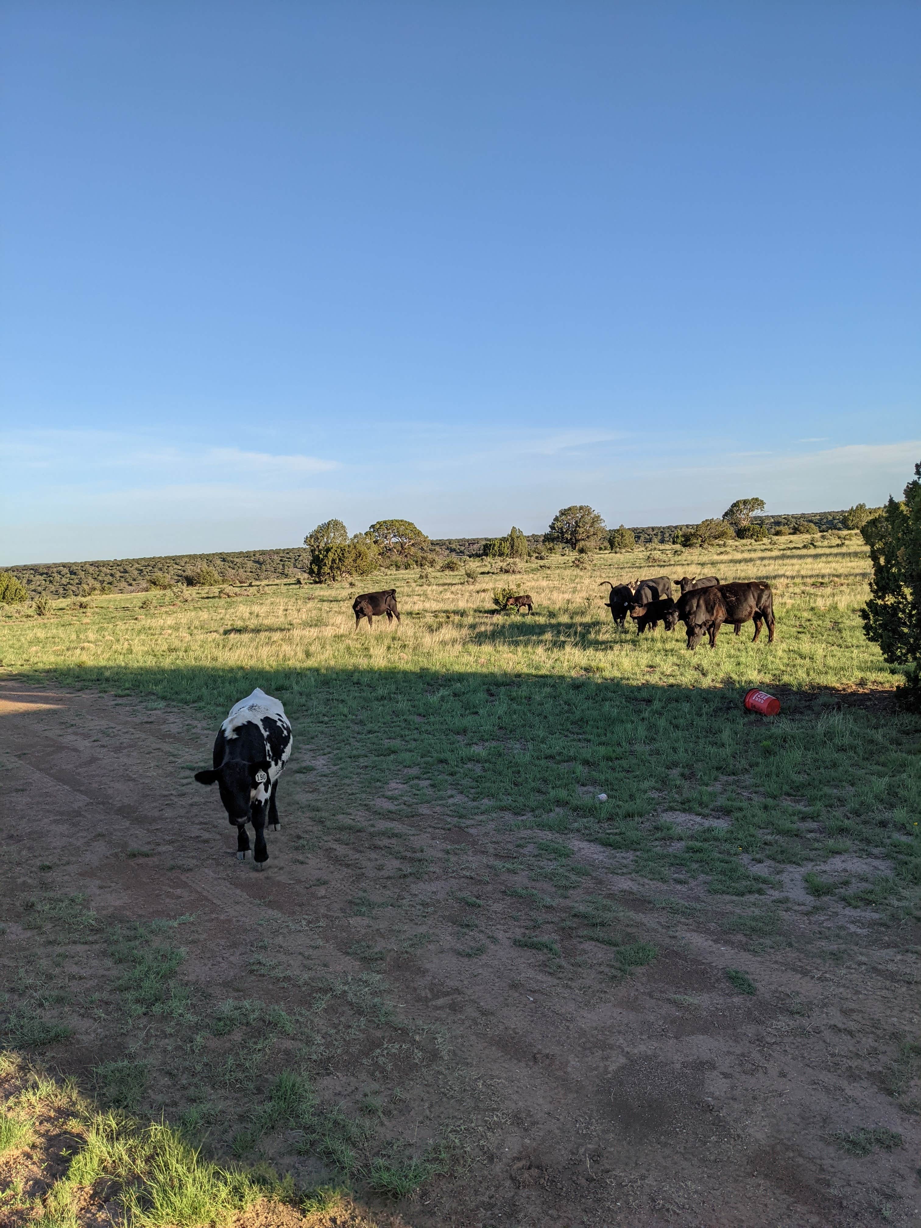 Judy L.'s photo of camping with pets at Desert Falcon Ranch, LLC near Show Low, AZ