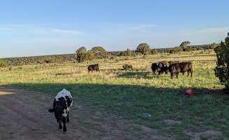 Judy L.'s photo of camping with pets at Desert Falcon Ranch, LLC near Apache-Sitgreaves National Forest