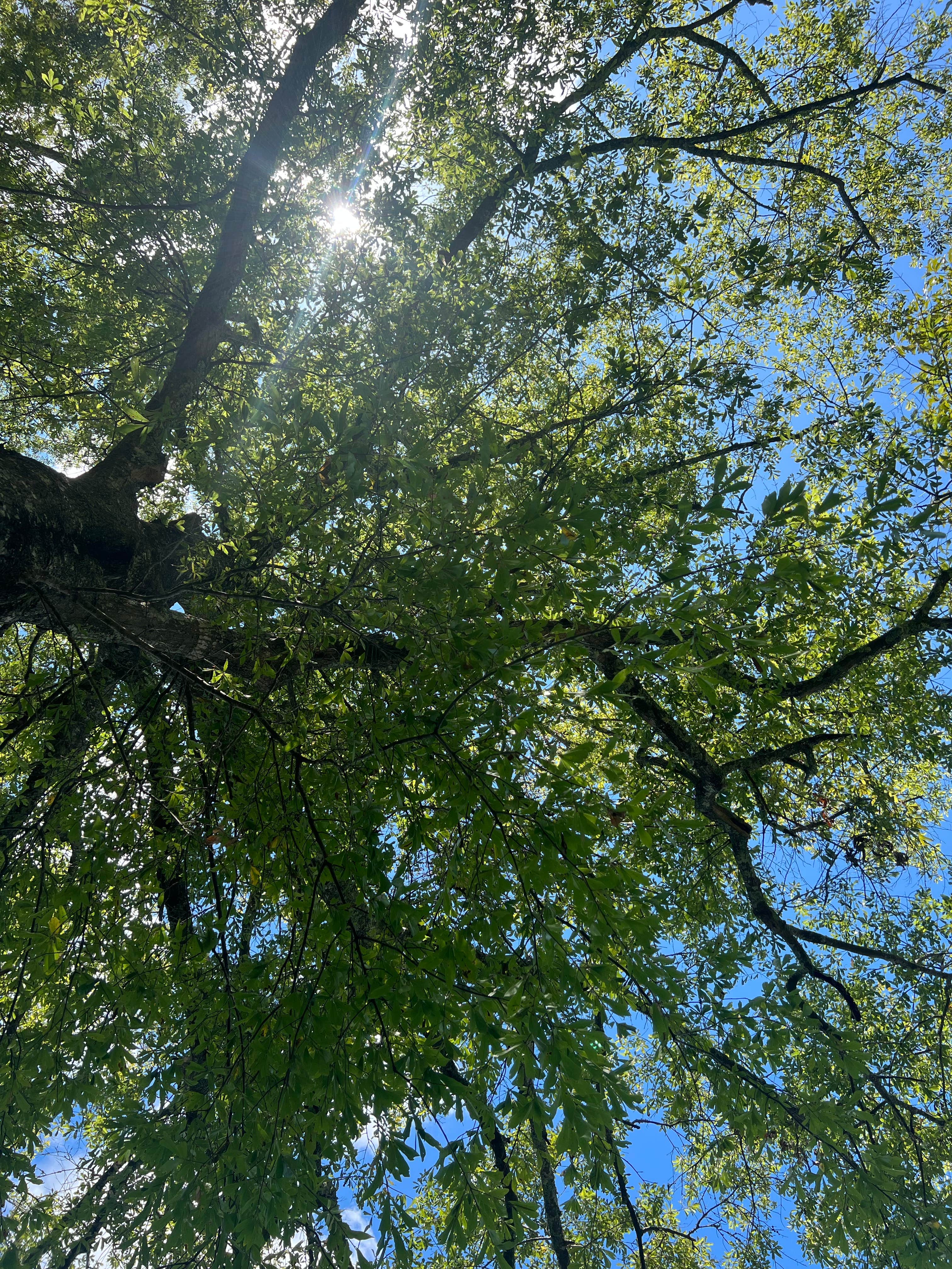 Camper-submitted photo at Turkey Fork Rec Area near Beaumont, MS