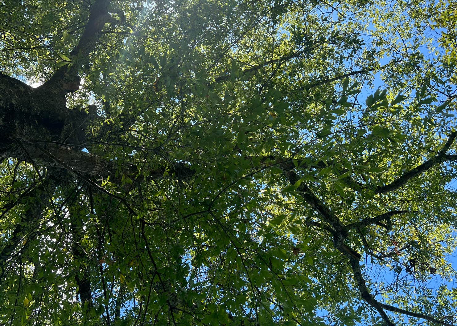 Turkey Fork Rec Area Camping The Dyrt