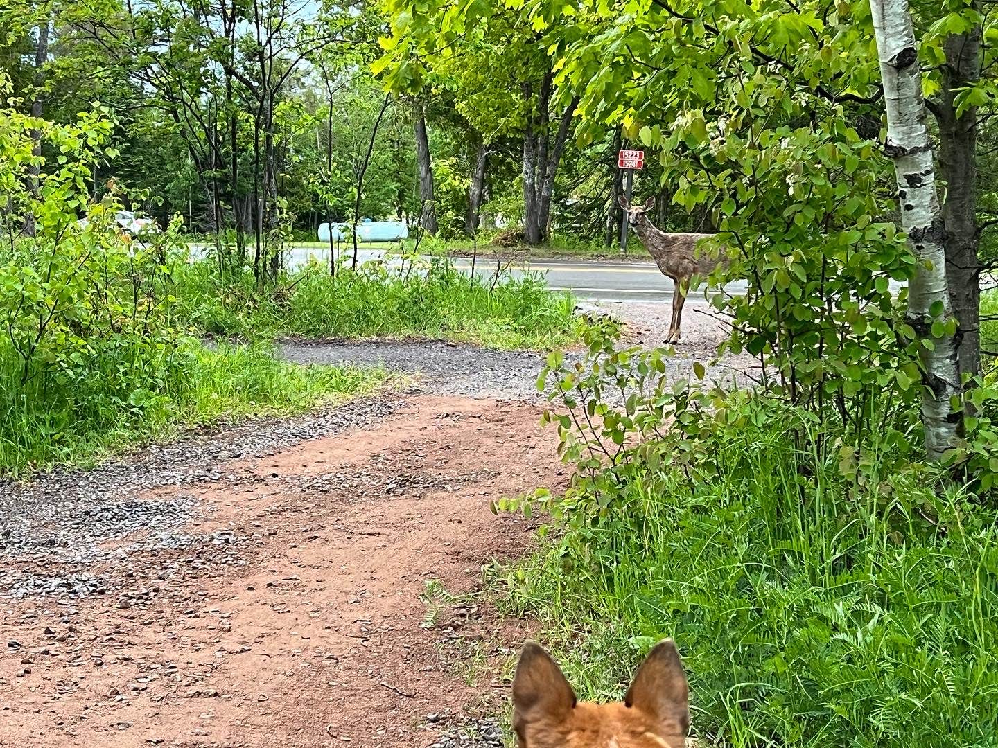 Art S.'s photo of camping with pets at Fort Wilkins Historic State Park — Fort Wilkins State Historic Park in Michigan