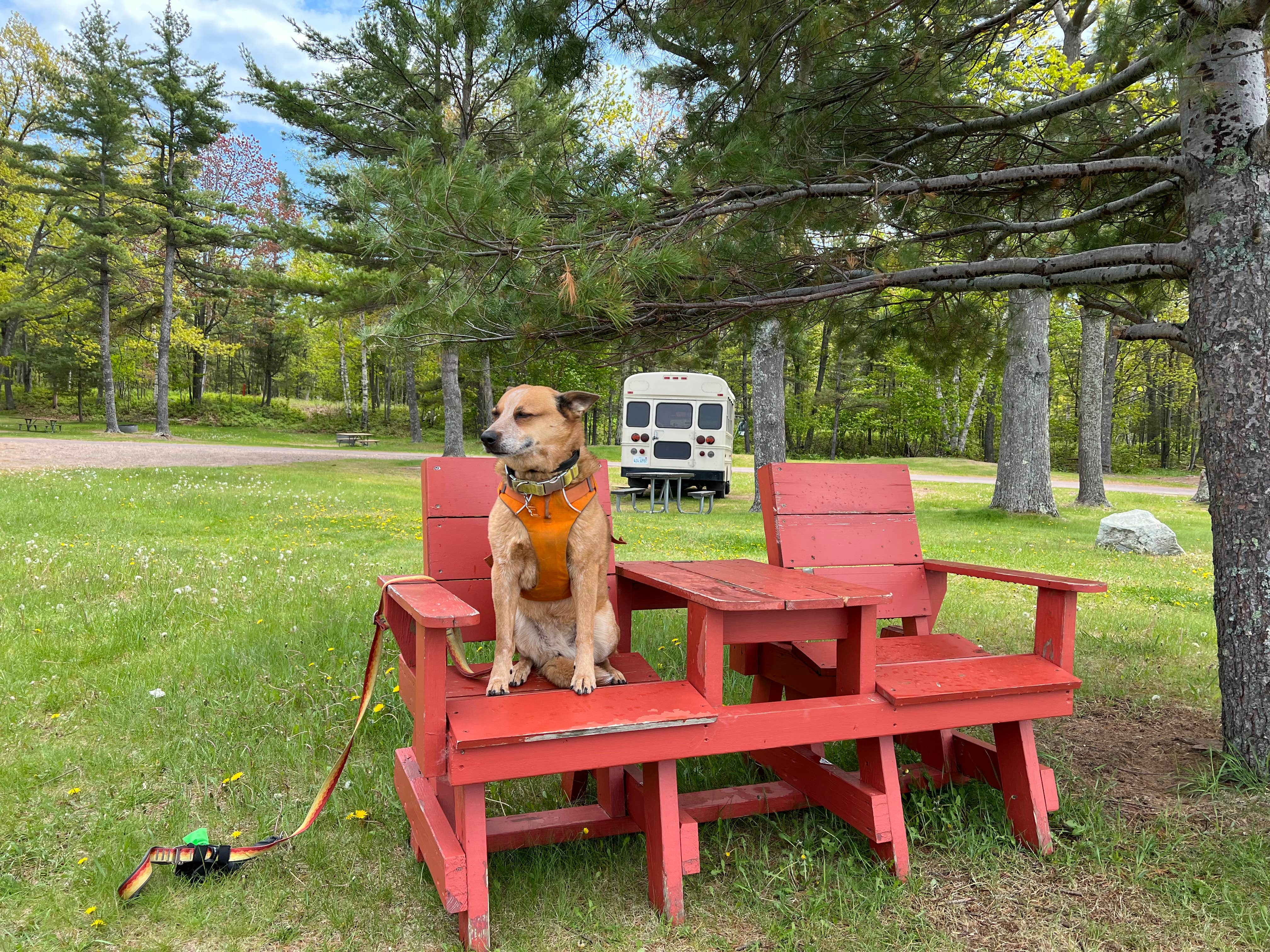 Art S.'s photo of camping with pets at McLain State Park Campground near Eagle Harbor, MI