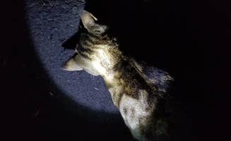Beck W.'s photo of camping with pets at Scooteney Reservoir Camping near Hooper, WA