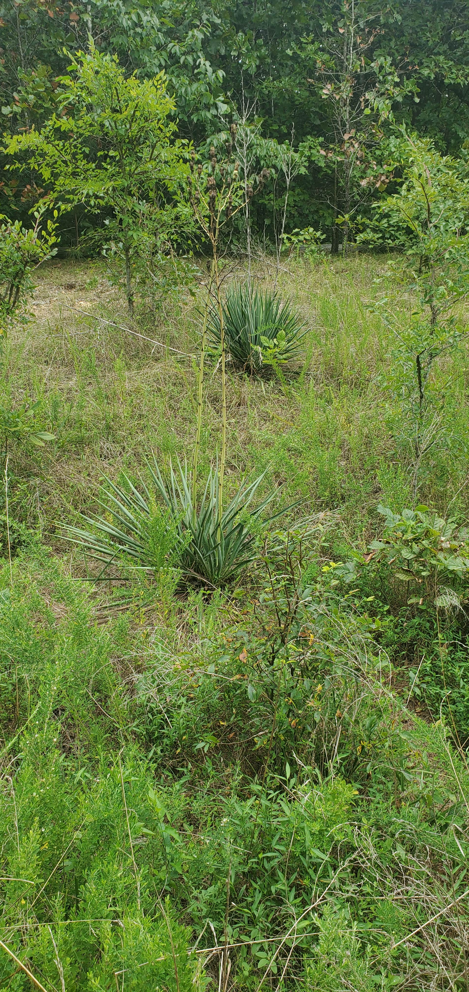 Camper-submitted photo at Rushing Creek near New Concord, KY