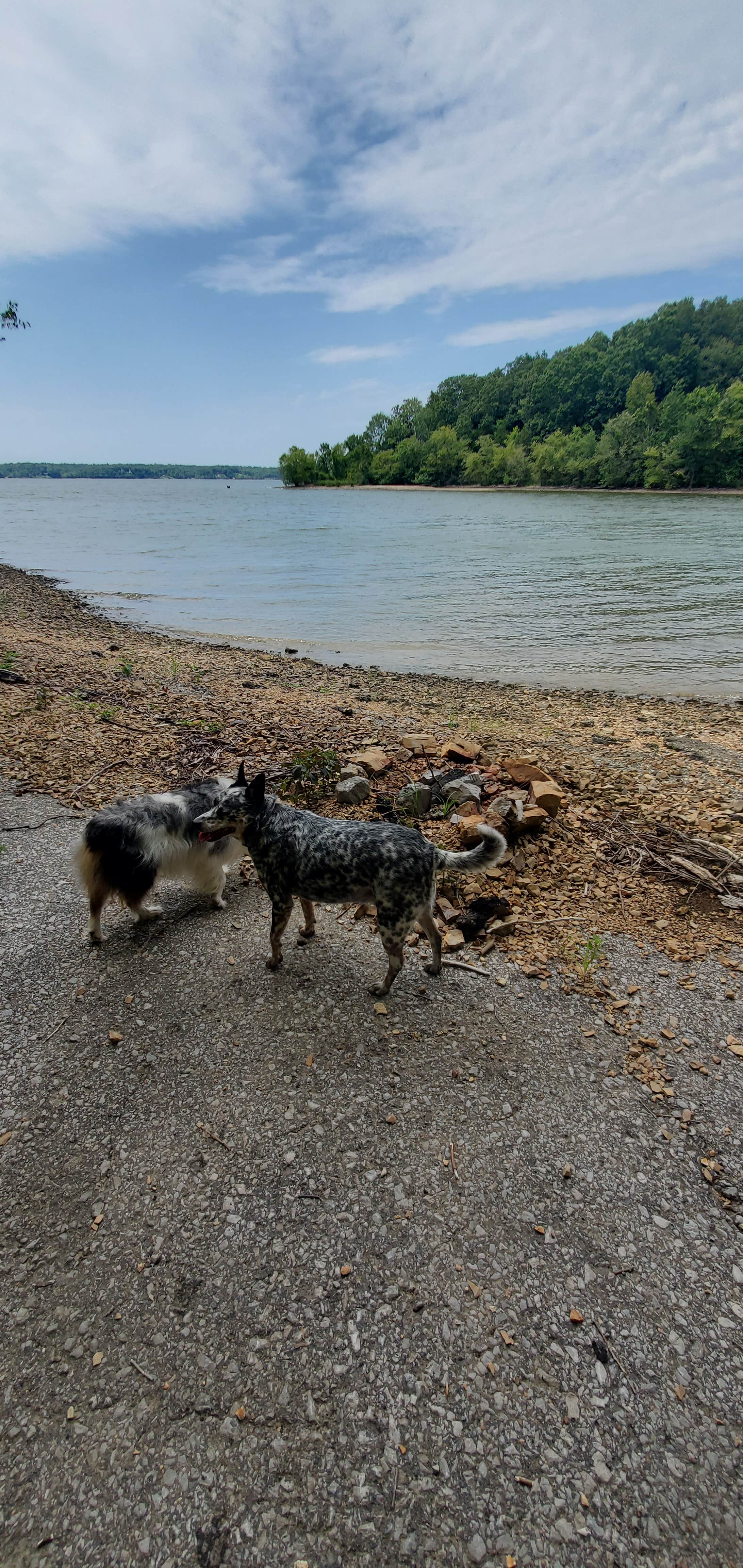 Staci R.'s photo of camping with pets at Rushing Creek near Buchanan, TN