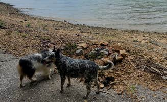 Staci R.'s photo of camping with pets at Rushing Creek near Cadiz, KY