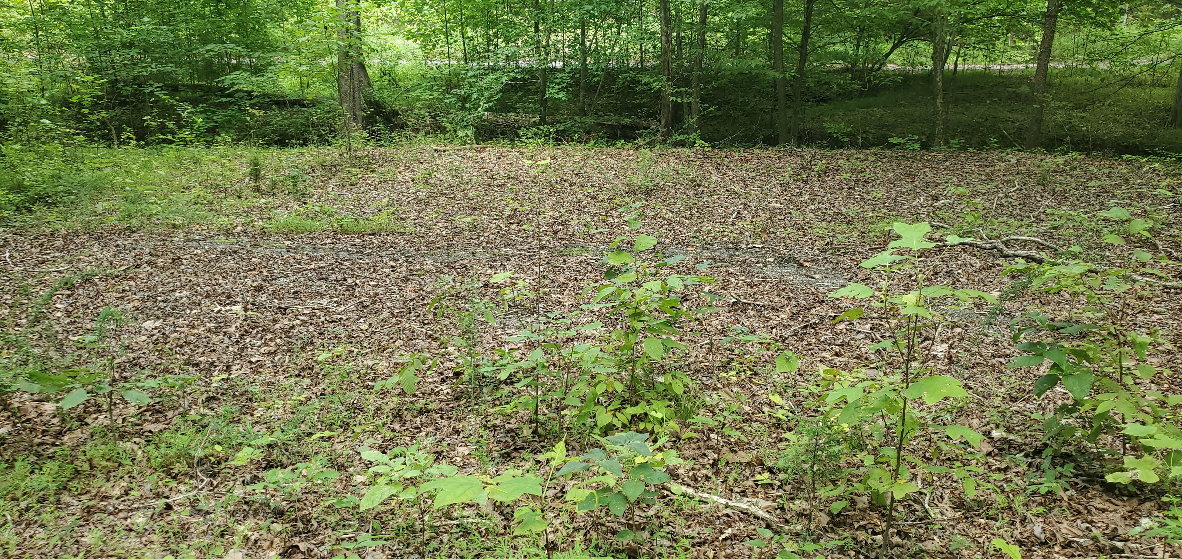 Camper-submitted photo at Rushing Creek near New Concord, KY