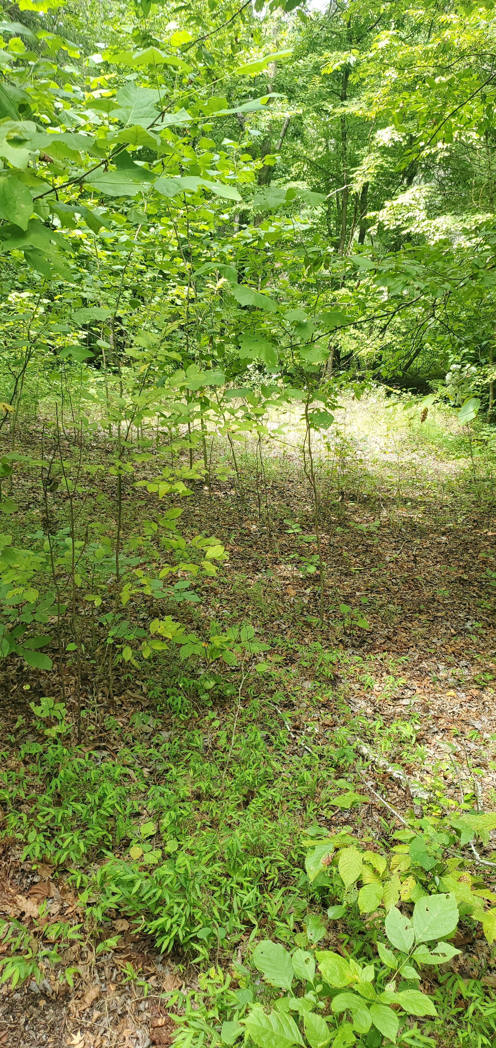 Camping near Wranglers Campground: Rushing Creek, Land Between the Lakes National Recreation Area, Kentucky