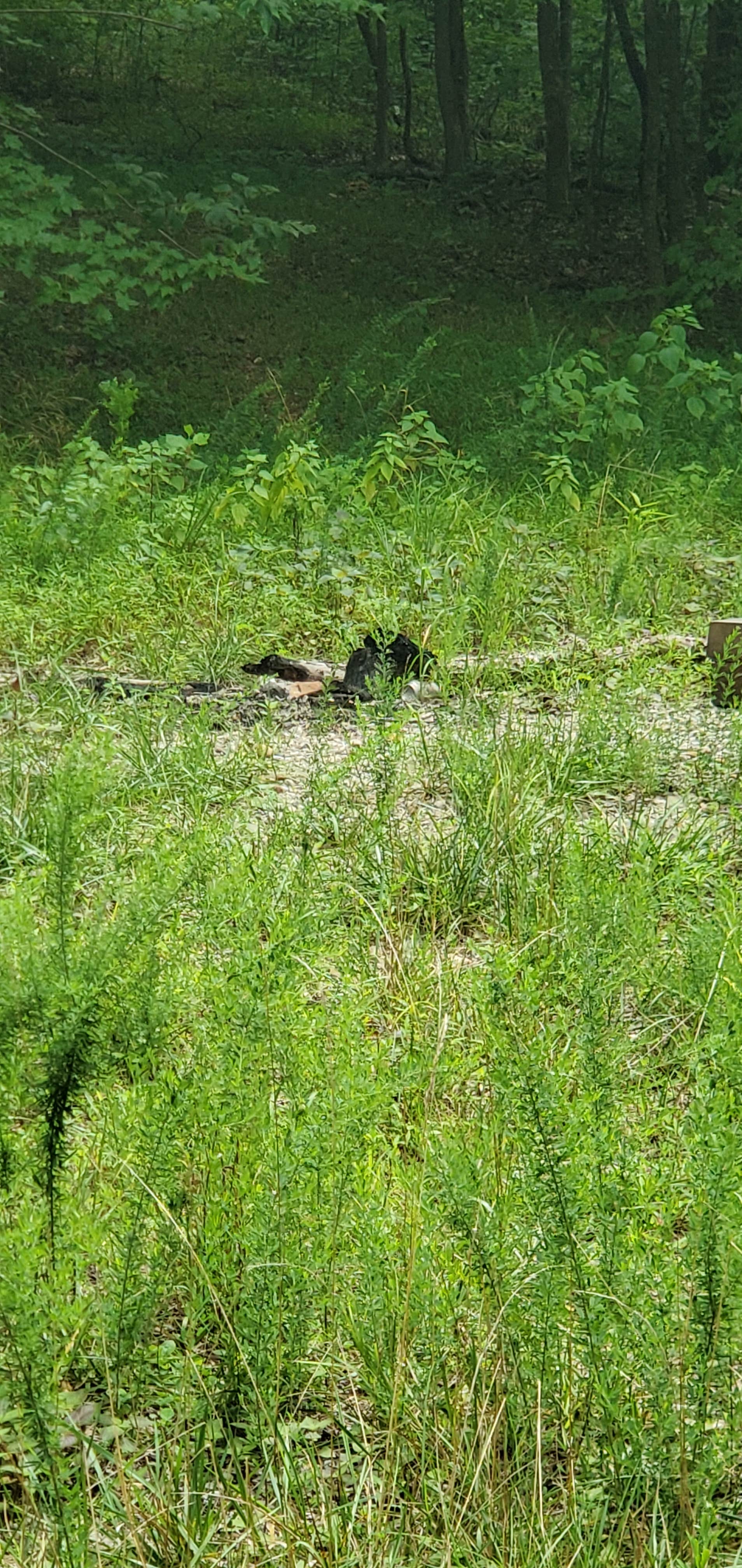 Camper-submitted photo at Rushing Creek near New Concord, KY
