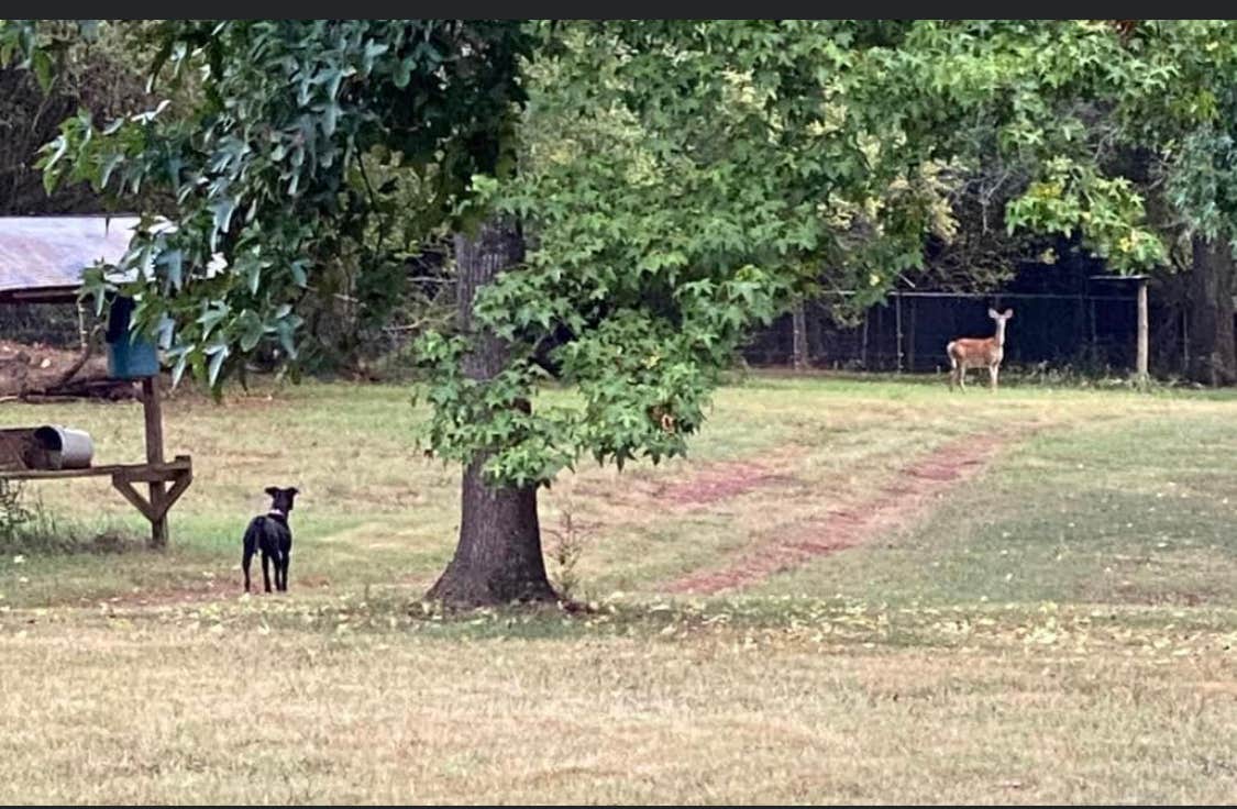 Rob A.'s photo of camping with pets at Big Country Camping near Warner Robins, GA