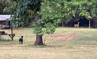 Rob A.'s photo of camping with pets at Big Country Camping near Centerville, GA
