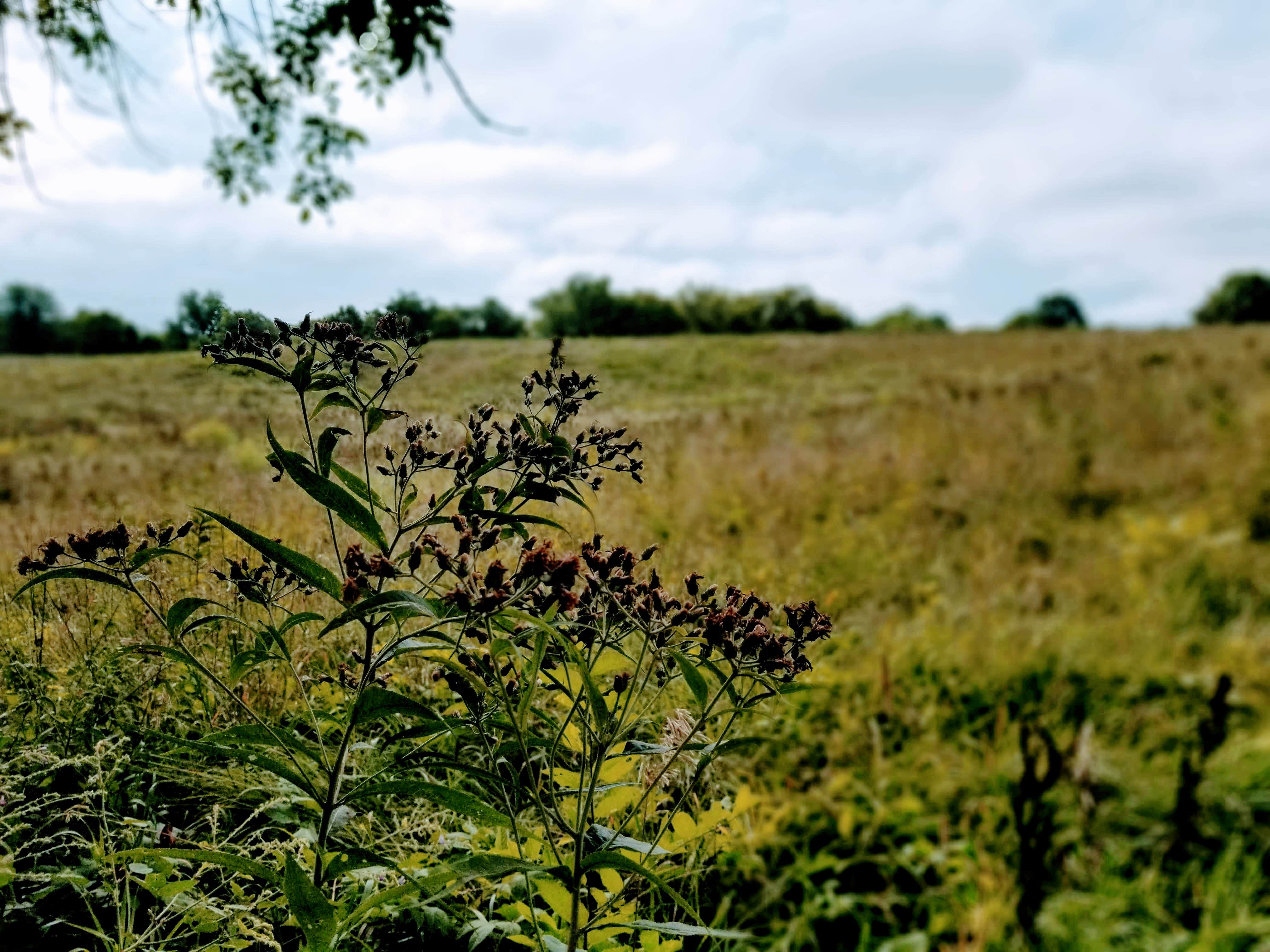 Camper-submitted photo at Arrow Rock State Historic Site Campground — Arrow Rock State Historic Site near Prairie Home, MO
