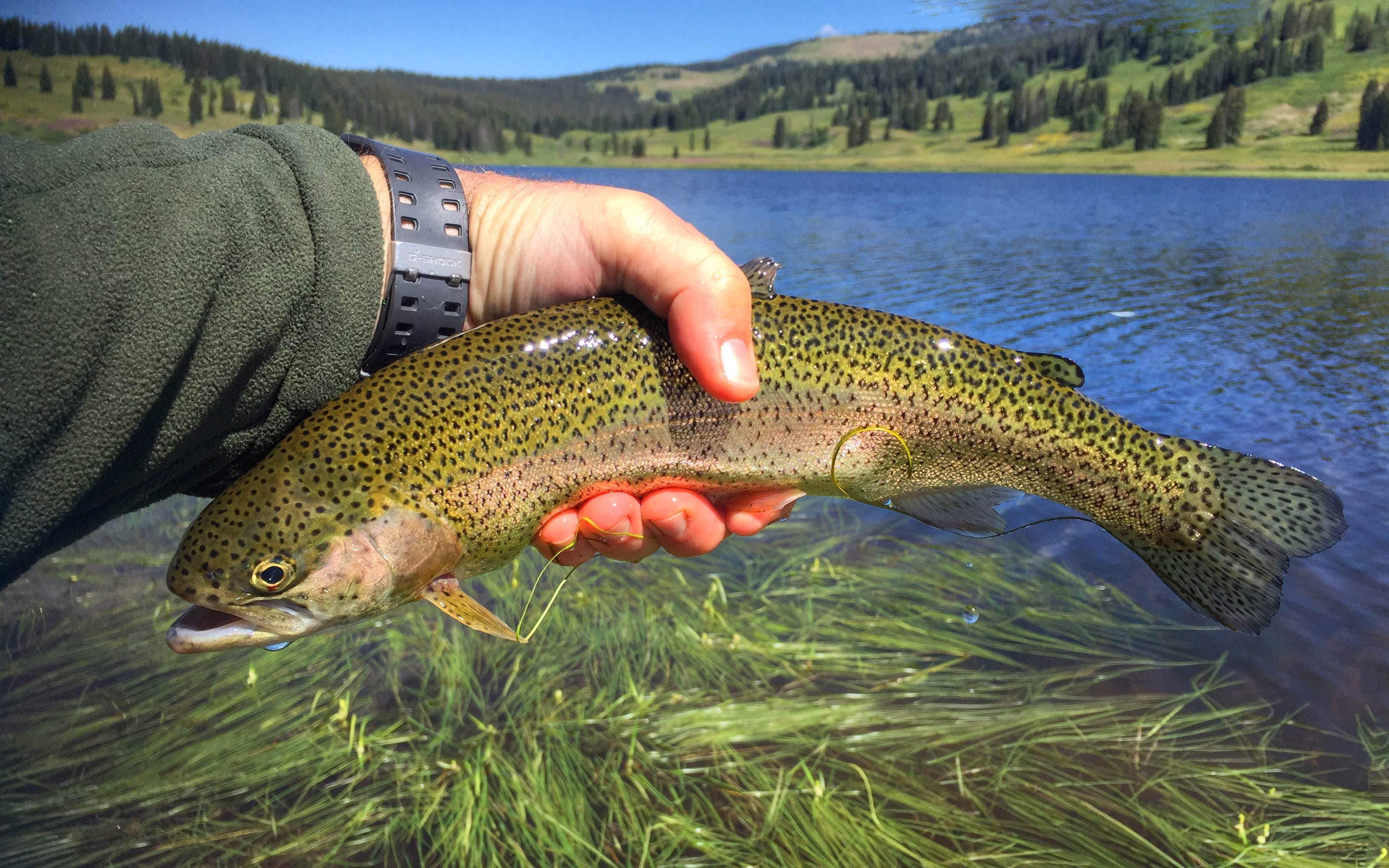 Camper-submitted photo at Dumont Campground near Coalmont, CO