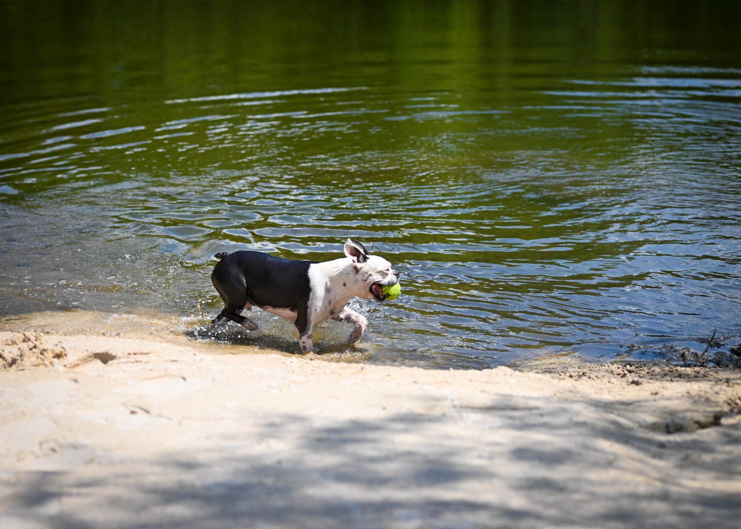 Tyler R.'s photo of camping with pets at Tyler RV Park near Lindale, TX