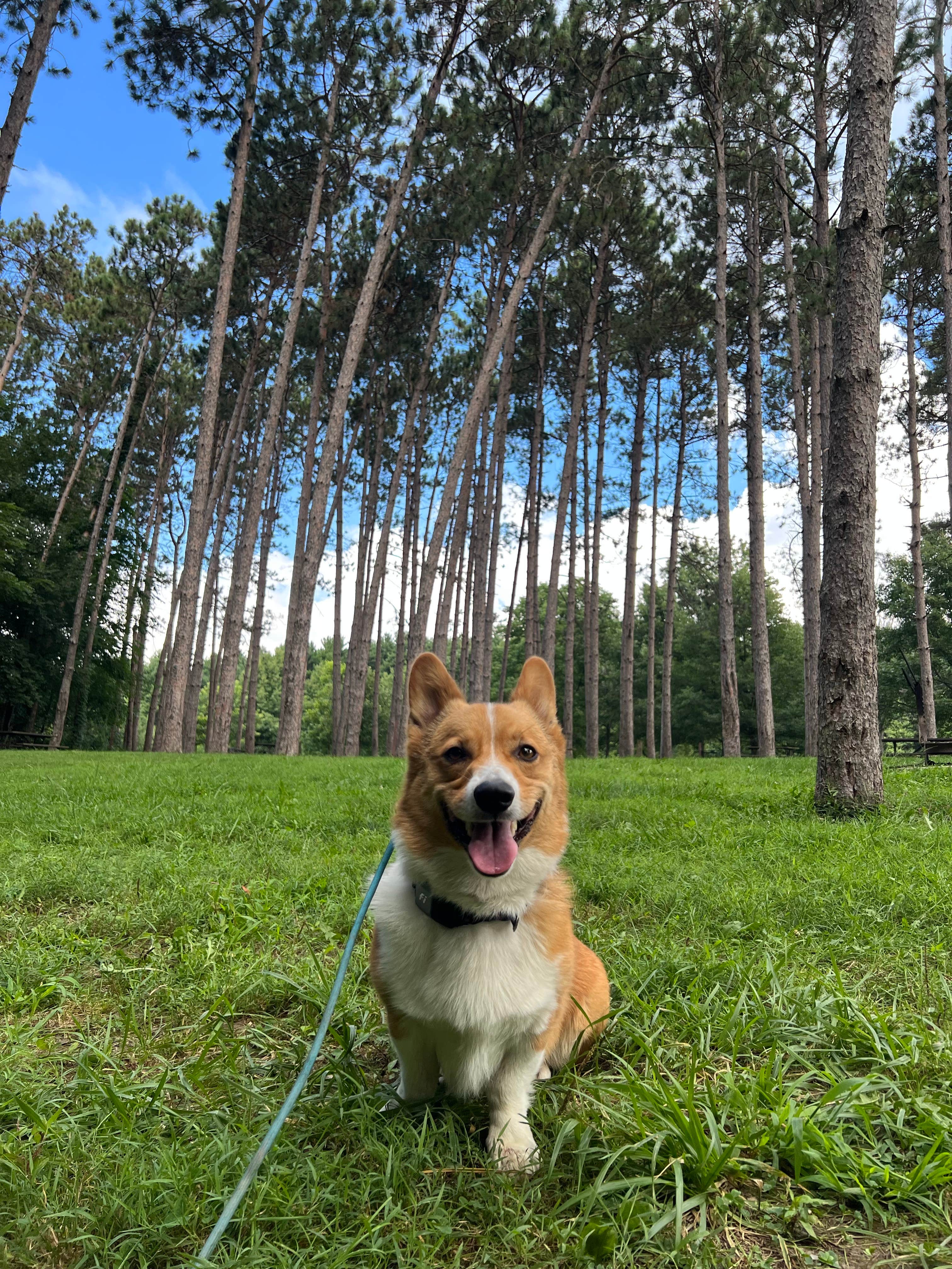 Sandra S.'s photo of camping with pets at Chief Keokuk Campground — Johnson-Sauk Trail State Recreation Area near Brimfield, IL