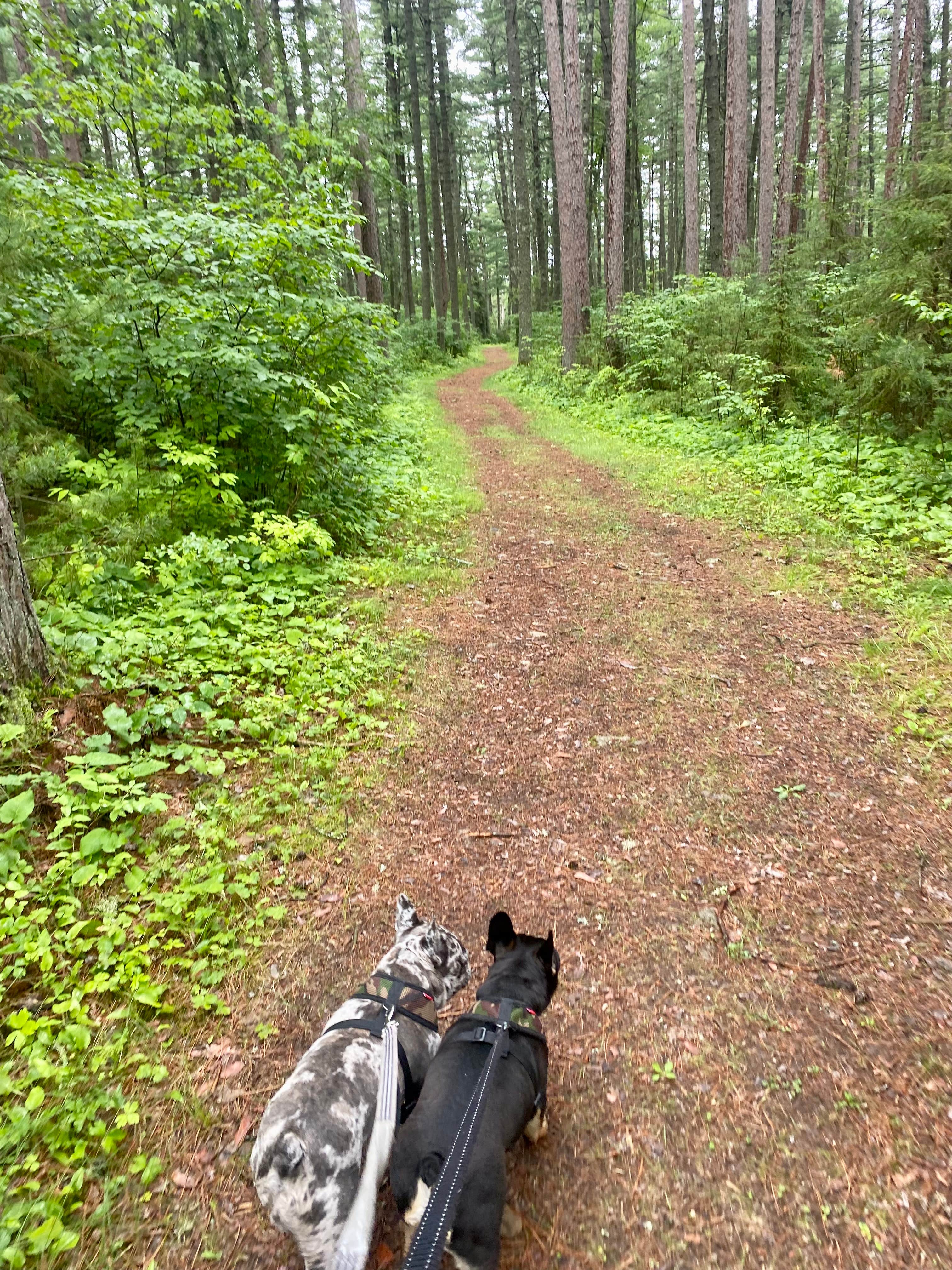 PJ F.'s photo of camping with pets at Superior National Forest Fall Lake Campground near Winton, MN