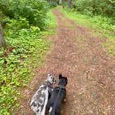 Review photo of Superior National Forest Fall Lake Campground by PJ F., August 16, 2022