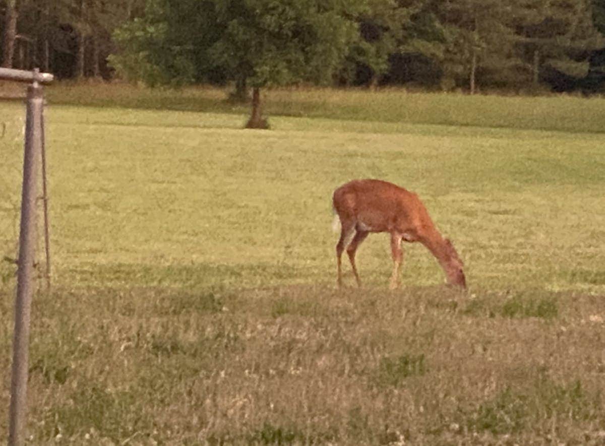 Camping near Lake Sinclair Campground: NOT A CAMPGROUND, Gray, Georgia