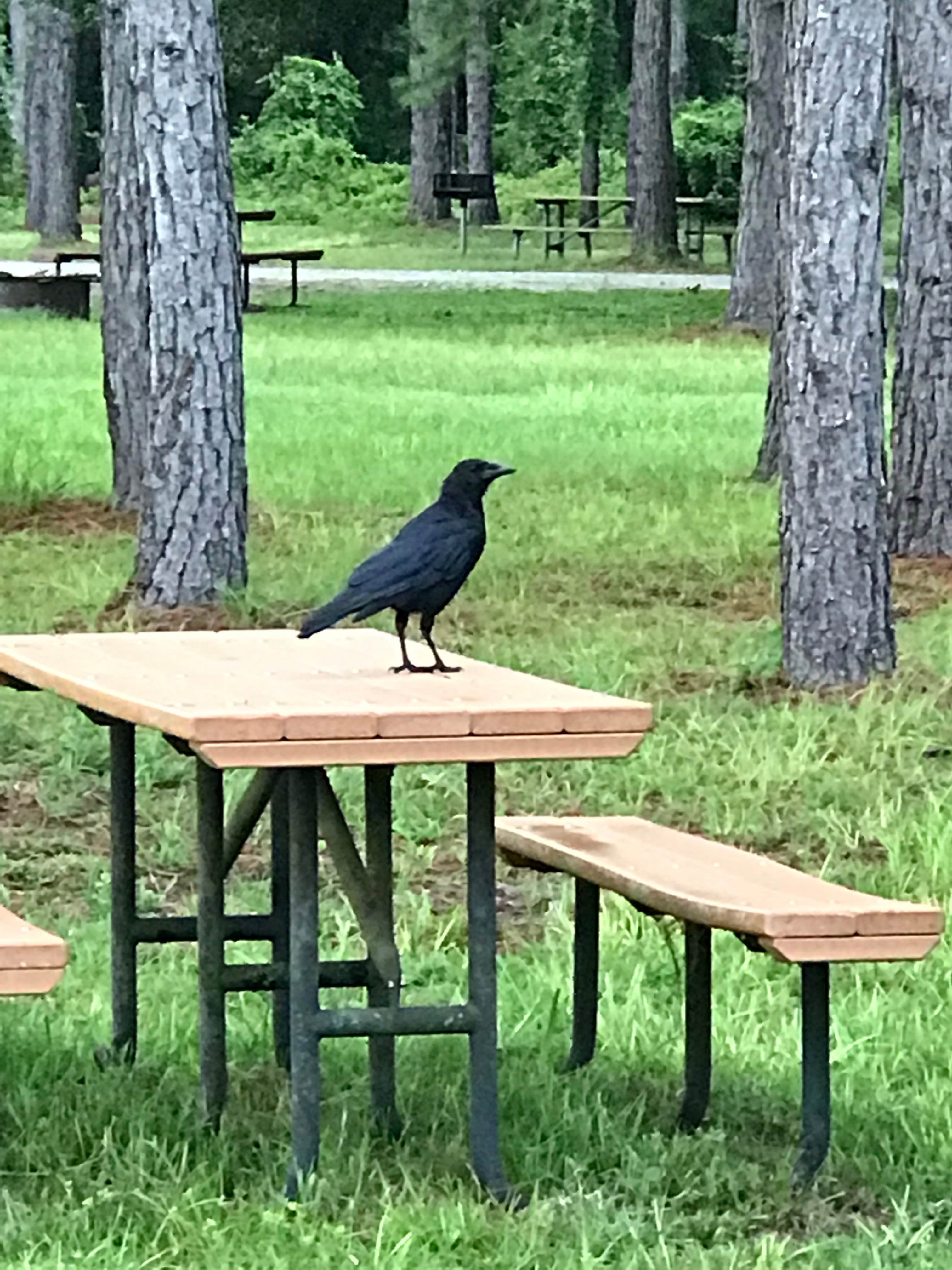 Camper-submitted photo at Istokpoga Canal Boat Ramp And Campsite near Kenansville, FL