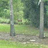 Review photo of Juniper Springs Rec Area - Tropical Camp Area by Sonia M., August 16, 2022