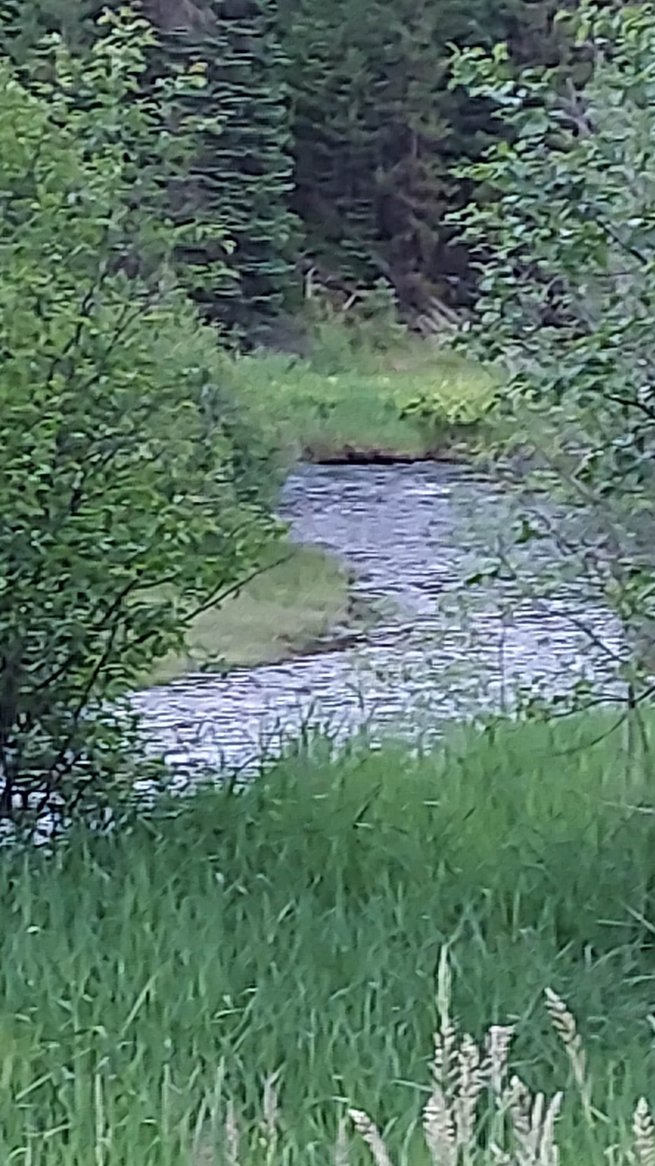 Camper-submitted photo at Nez Perce National Forest Newsome Campground near Elk City, ID
