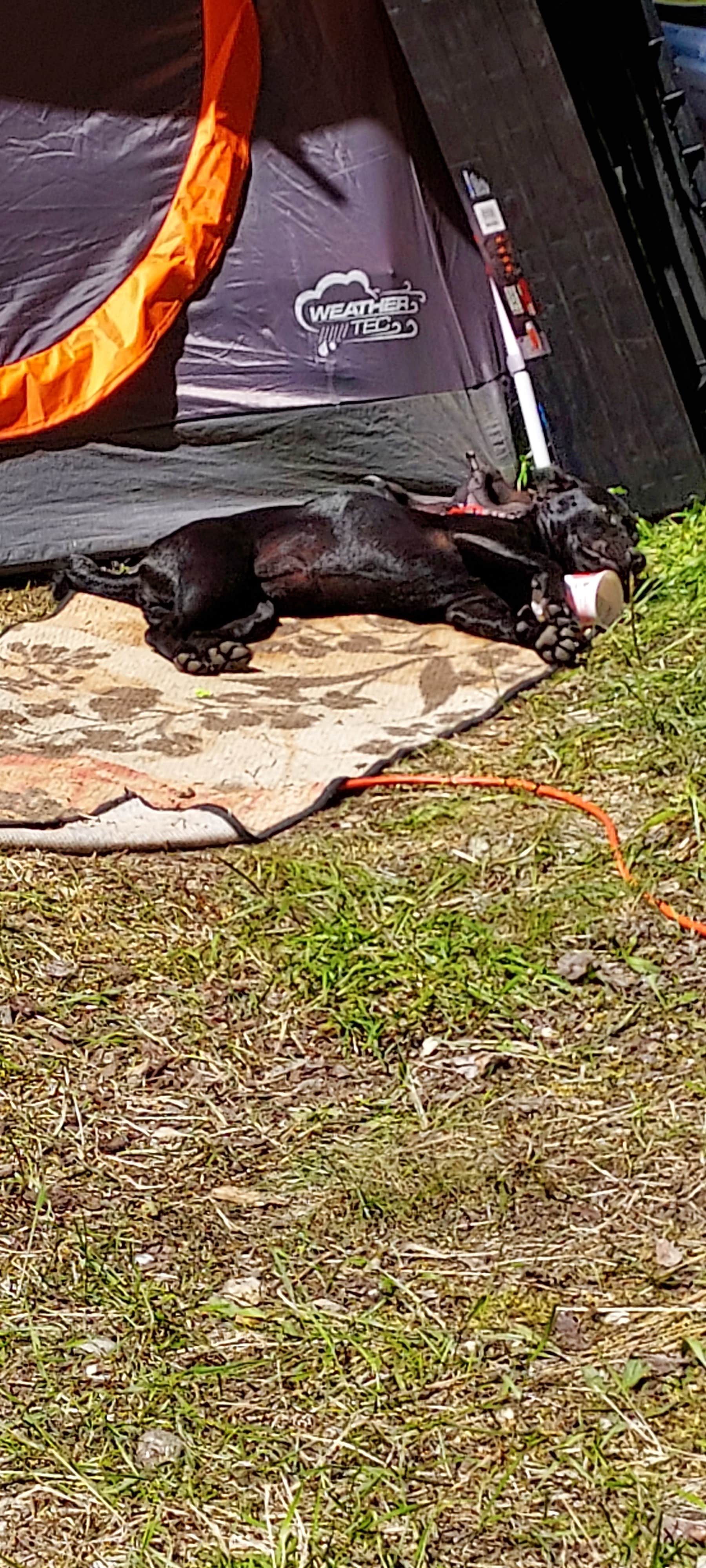 Camper submitted image from Nez Perce National Forest Newsome Campground - 5