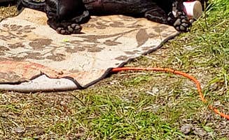 Erica D.'s photo of camping with pets at Nez Perce National Forest Newsome Campground near Nez Perce-Clearwater National Forests