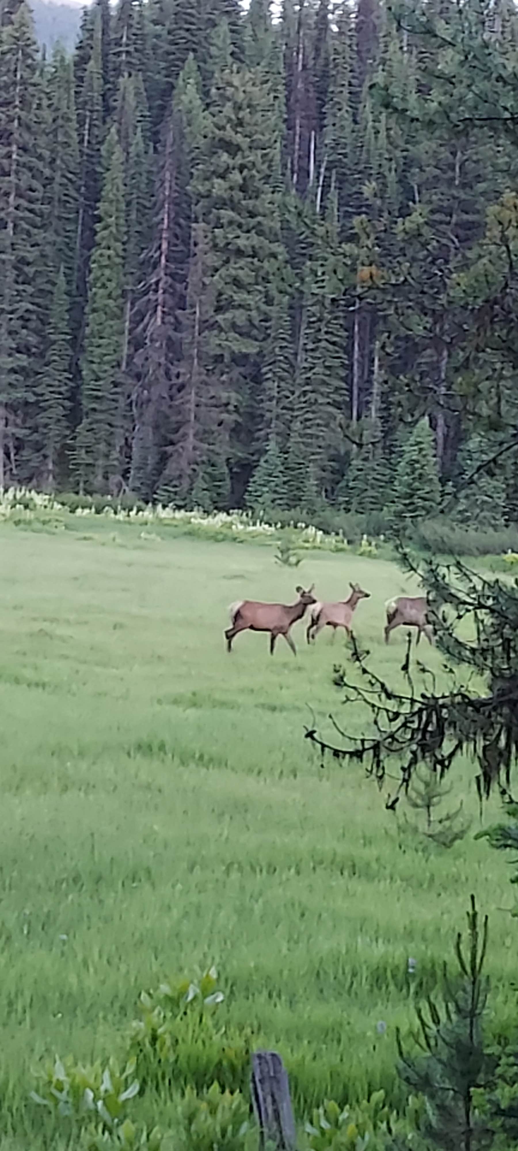 Camper submitted image from Nez Perce National Forest Newsome Campground - 4