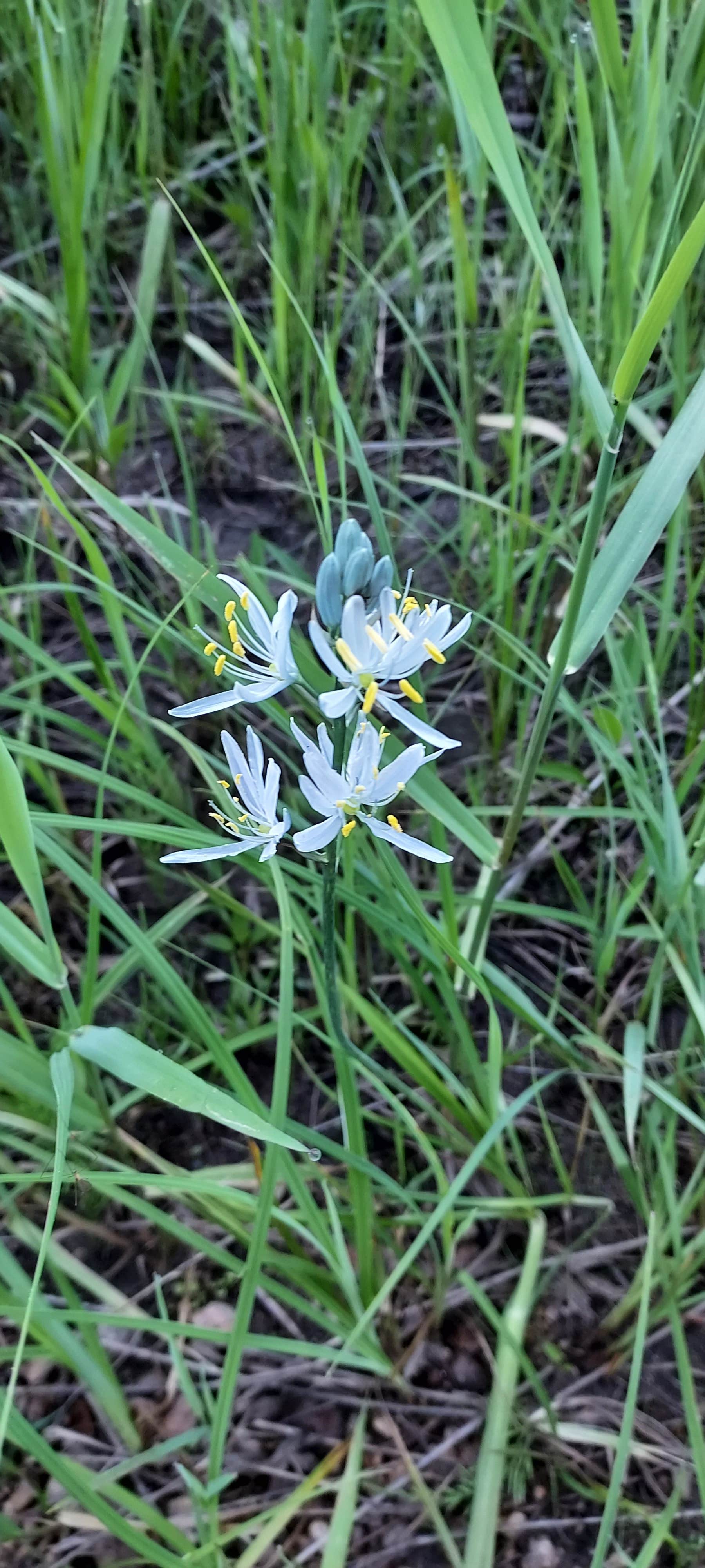 Camping near Nez Perce National Forest Sams Creek Campground: Nez Perce National Forest Newsome Campground, Elk City, Idaho
