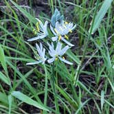 Review photo of Nez Perce National Forest Newsome Campground by Erica D., August 17, 2022