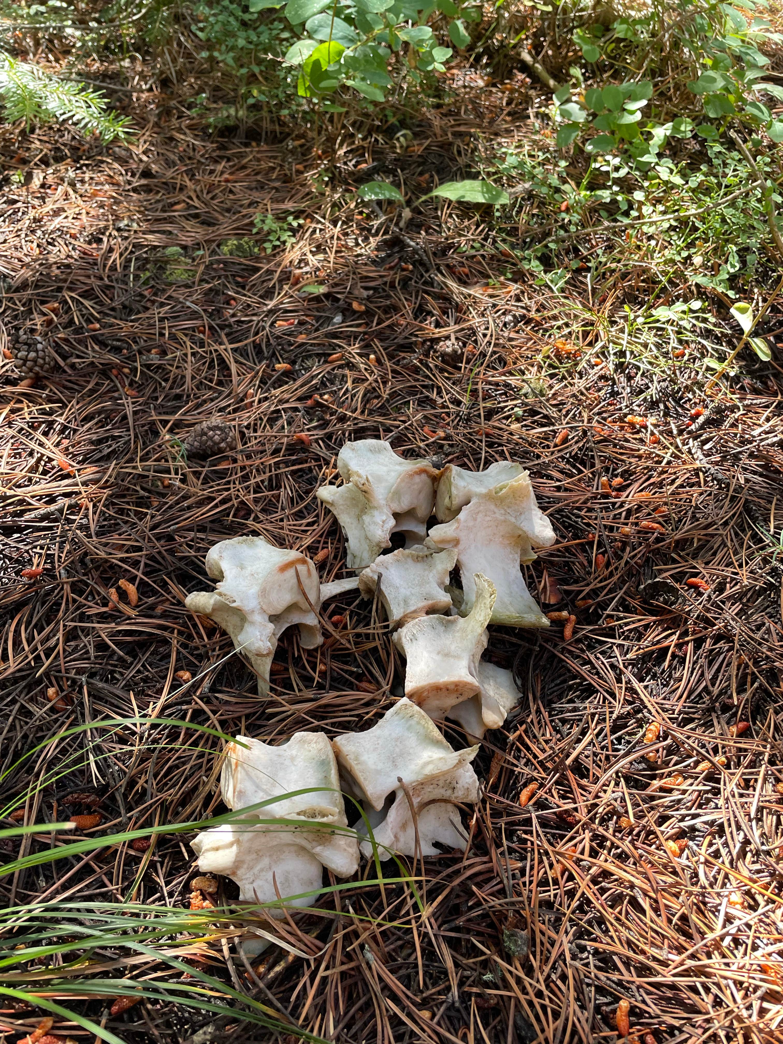 Camping near Hood Creek Campground: Chisholm Campground, Emigrant, Montana