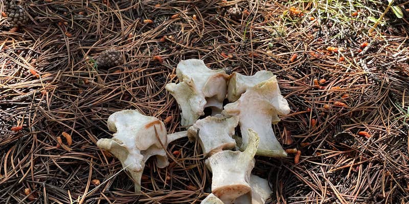 Camper submitted image from Chisholm Campground