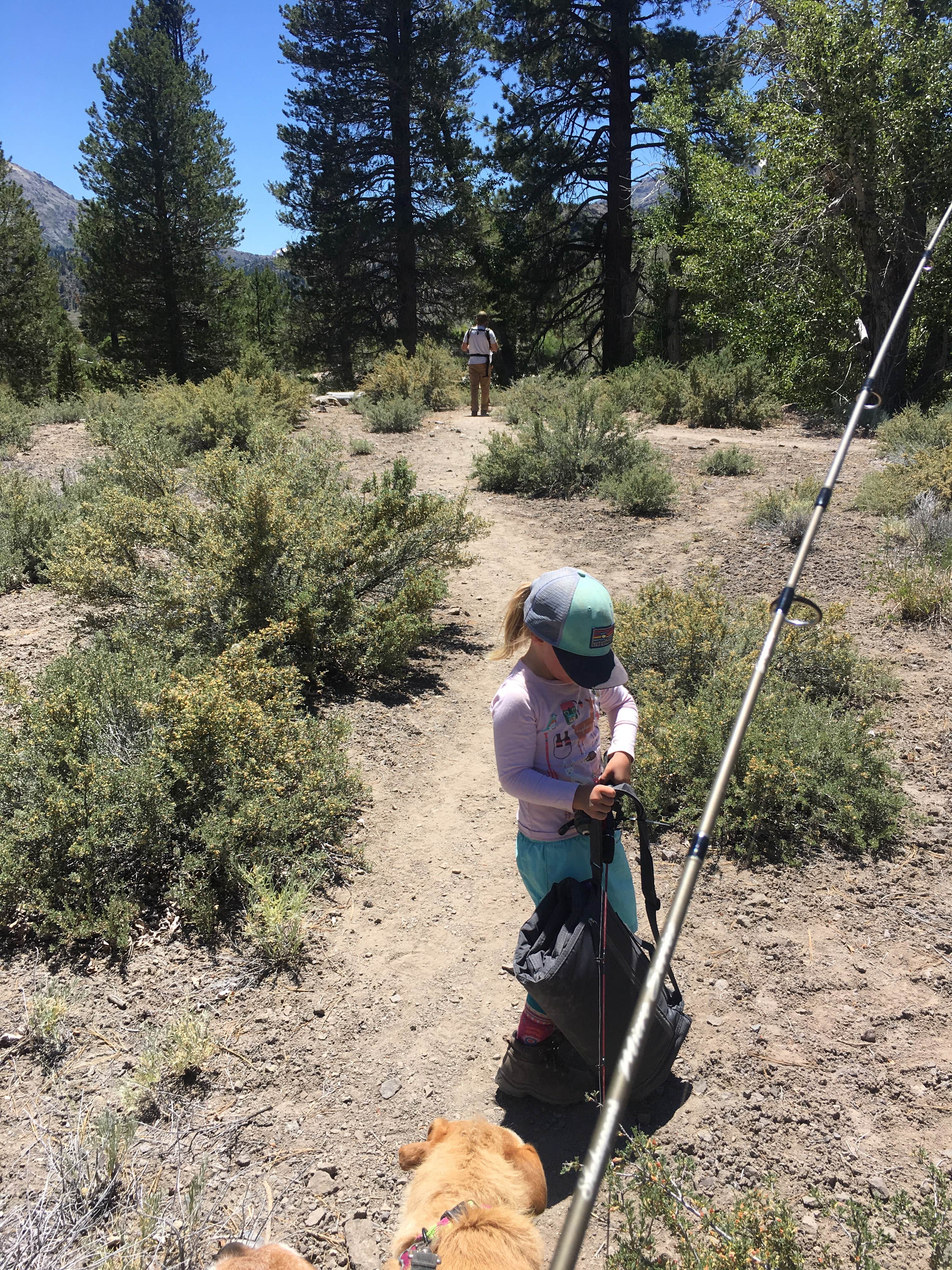 Camper submitted image from Sonora Bridge — Humboldt Toiyabe National Forest Headquarters - 5