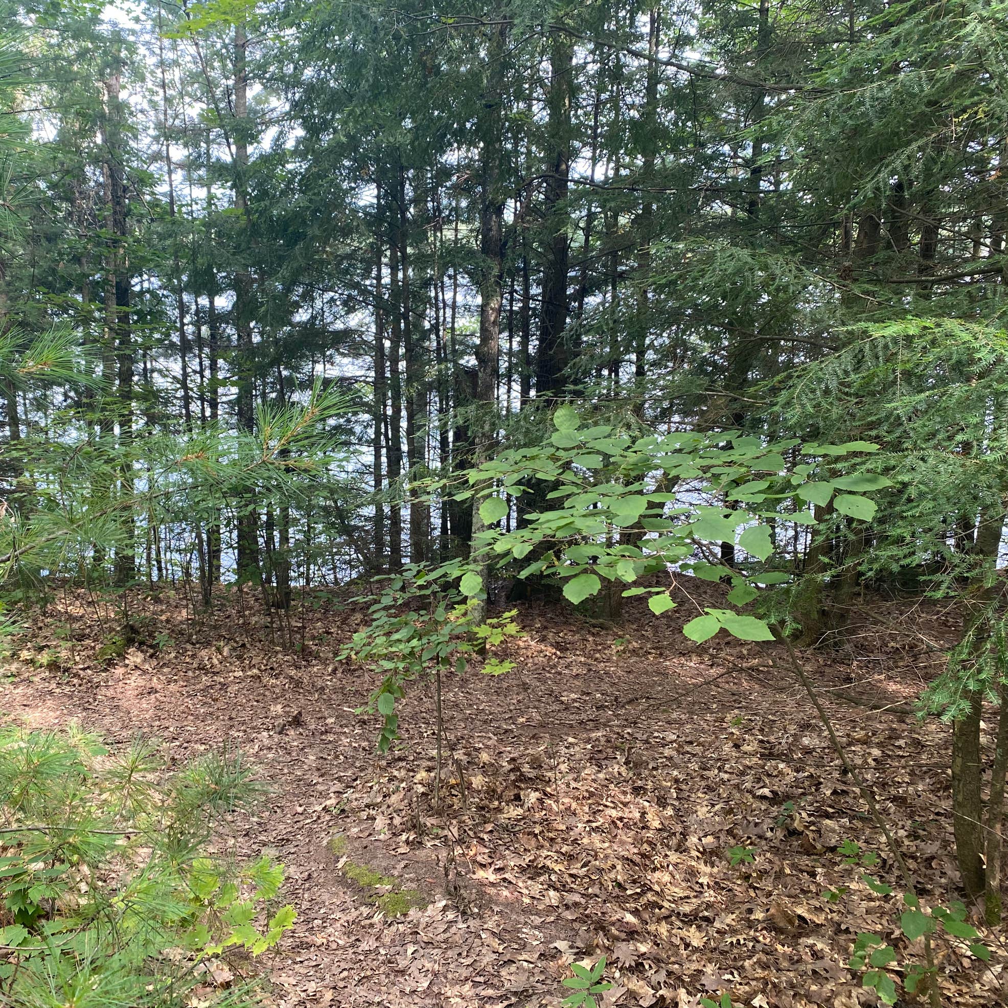 Clear Lake Campground — Northern Highland State Forest Woodruff, WI