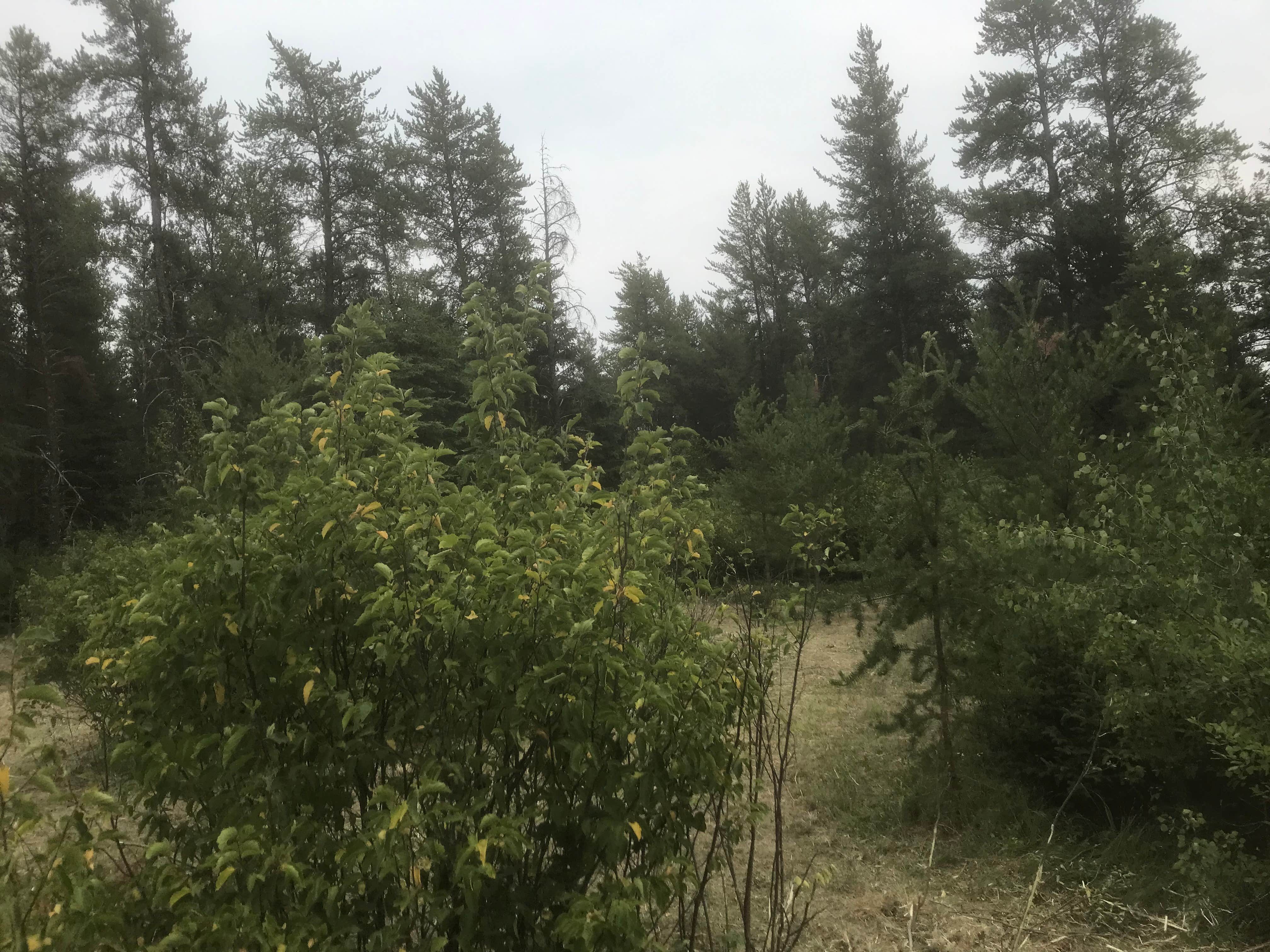 Camping near Royal Oaks RV Park: Evening lane nw, Bemidji, Minnesota