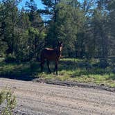 Review photo of Forest Service Road 328 Dispersed by Stella V., August 19, 2022