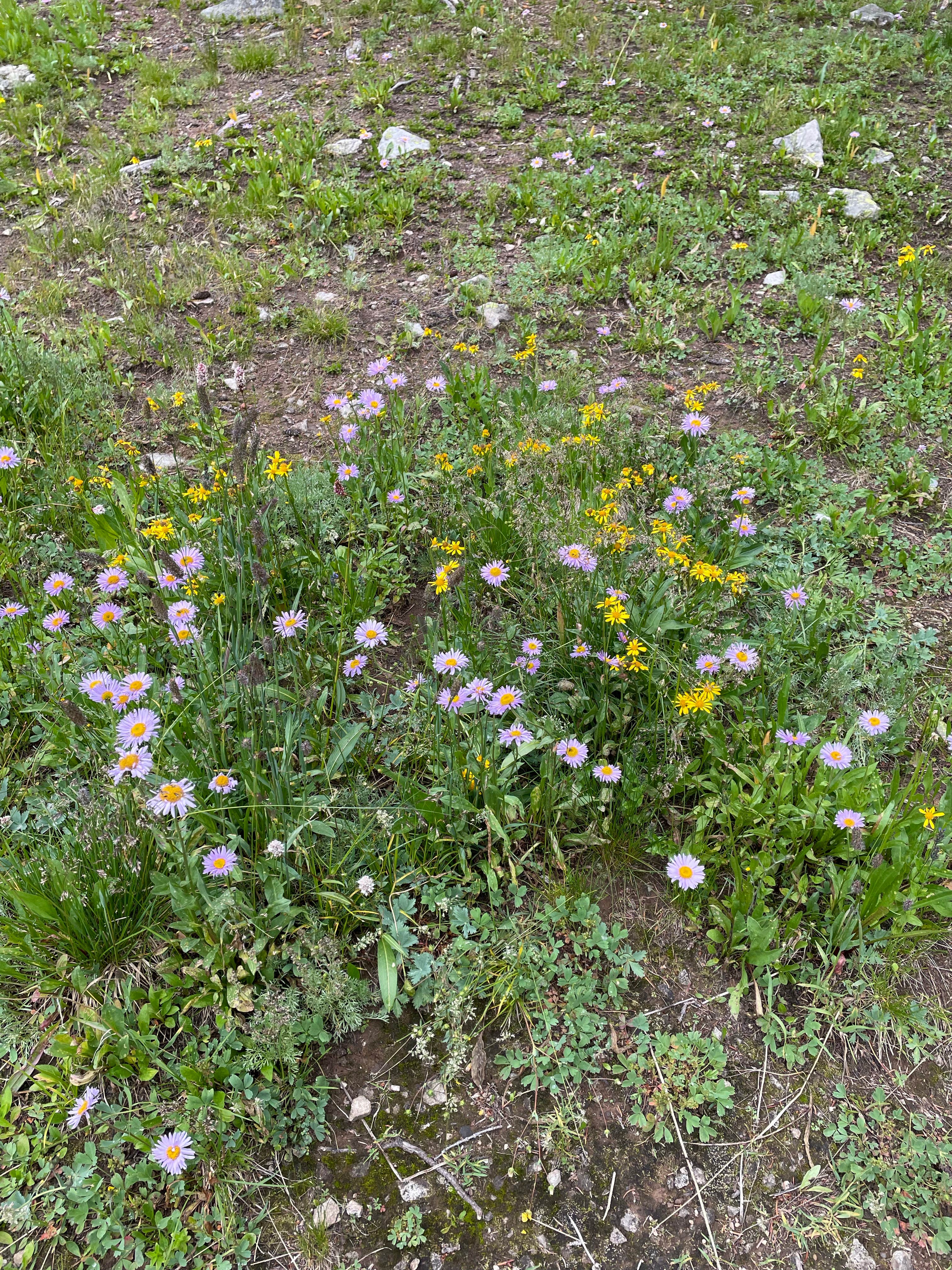 Camper-submitted photo at Cement Creek Campground near Crested Butte, CO