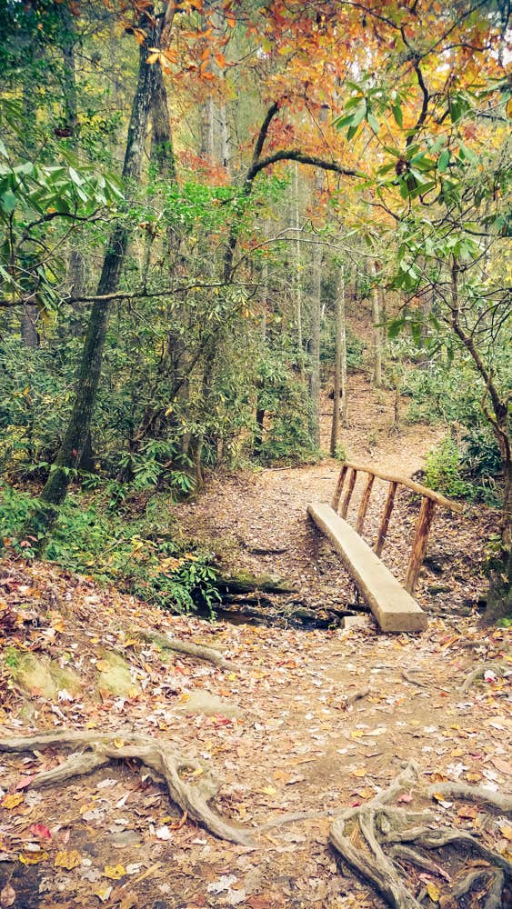 Camper submitted image from Cades Cove Campground - 4